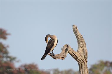 Periyar Lake N.P., ThekkadyDSC_7592_H600